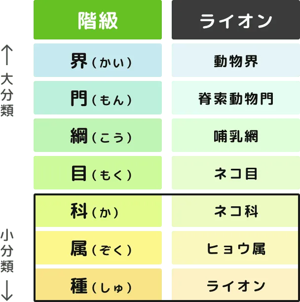 生き物の分類階級
