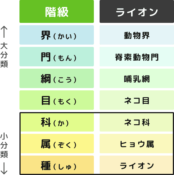 生き物の分類階級