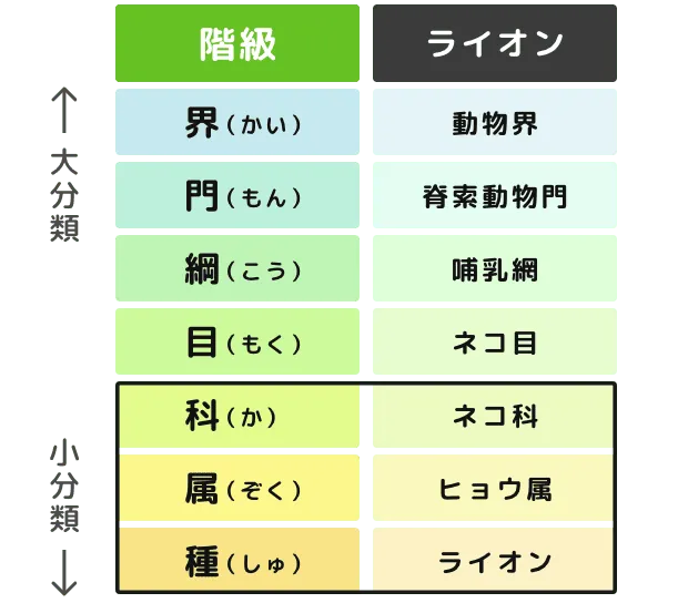 生き物の分類階級