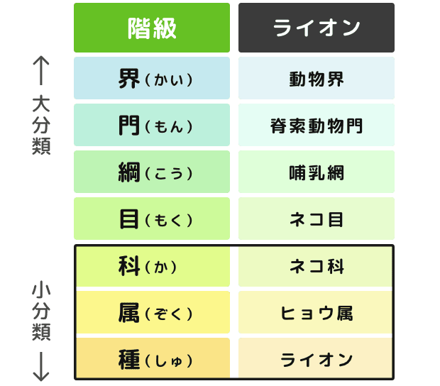 生き物の分類階級