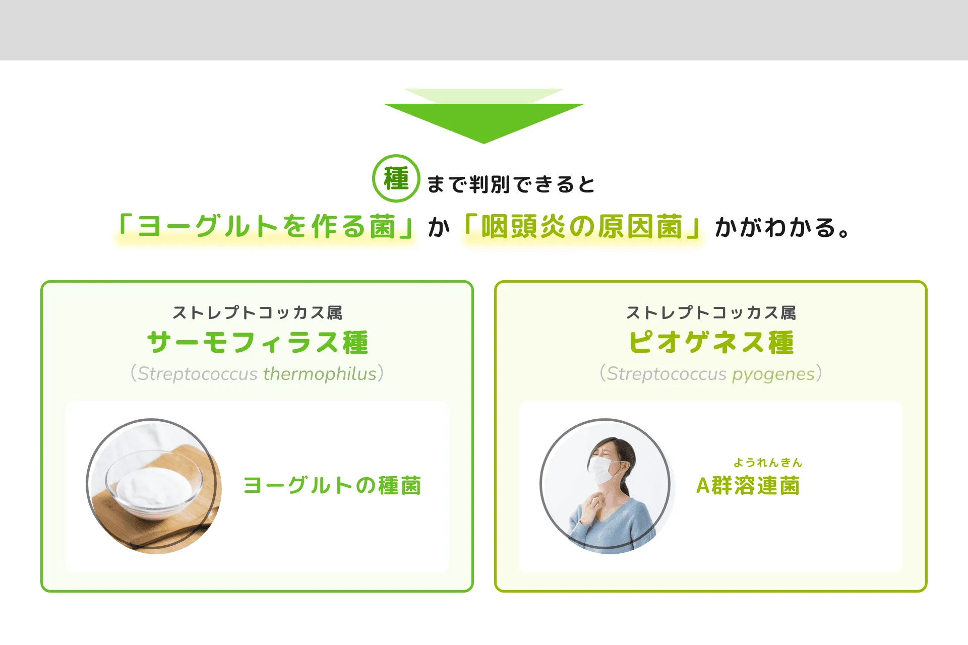 種まで判別できると「ヨーグルトを作る菌」か「咽頭炎の原因菌」かがわかる。