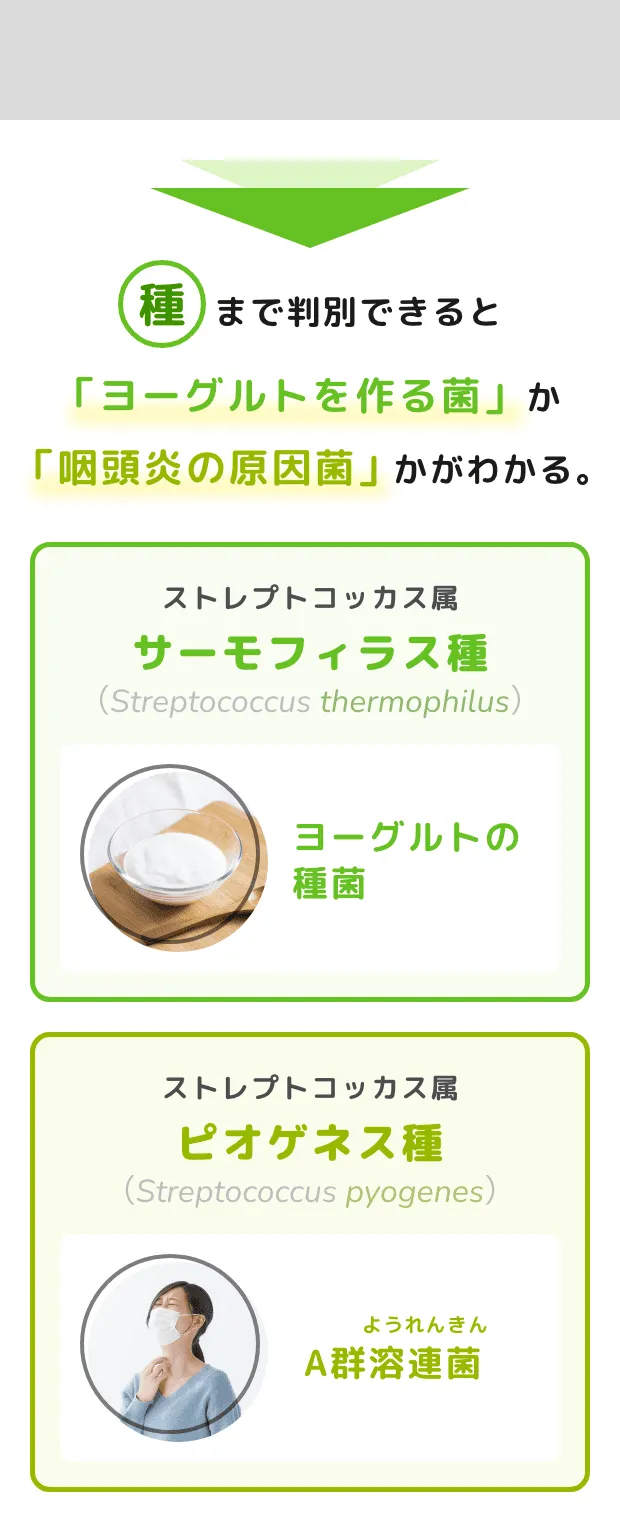 種まで判別できると「ヨーグルトを作る菌」か「咽頭炎の原因菌」かがわかる。
