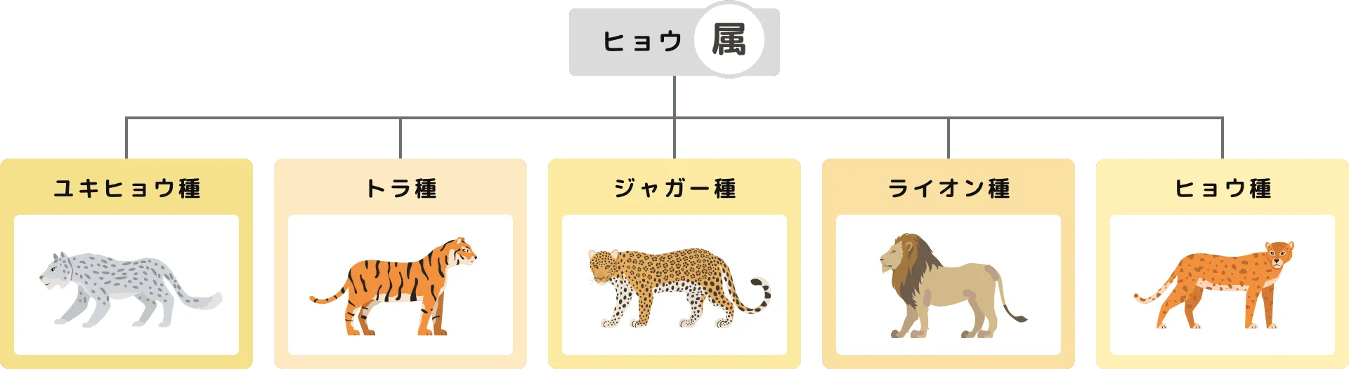 ヒョウ属の分類階級