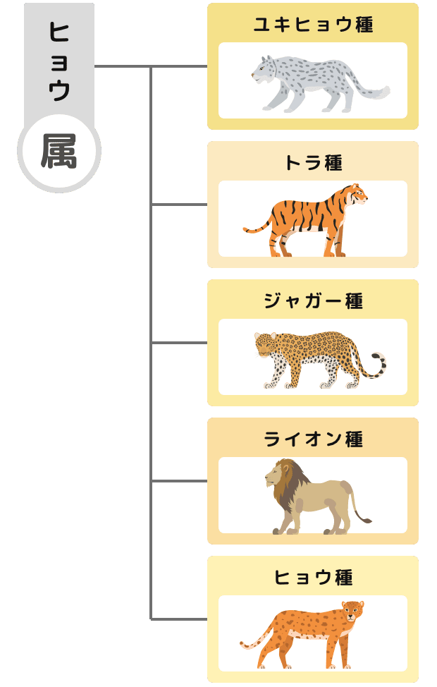 ヒョウ属の分類階級