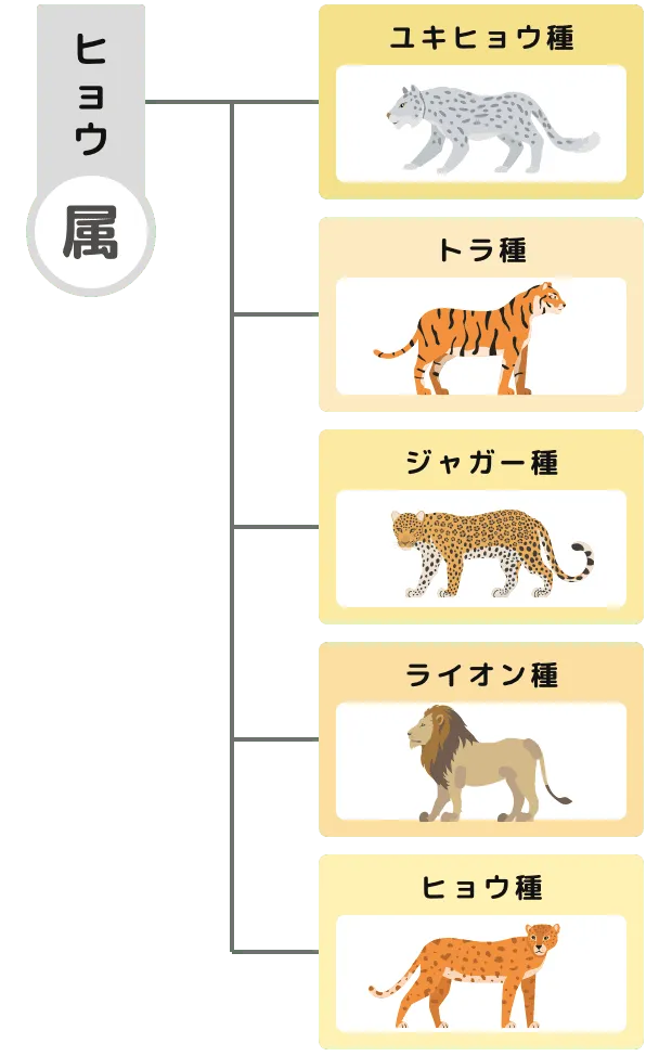 ヒョウ属の分類階級