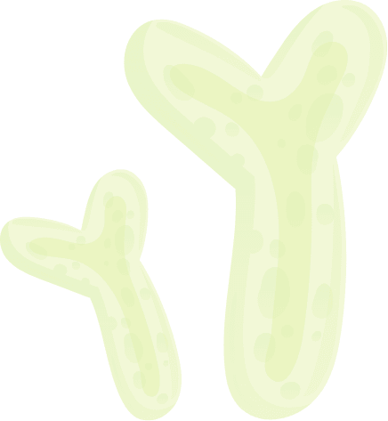 flora